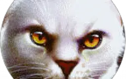 Warrior Cats Design Blogs