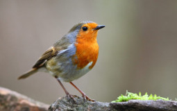 Tier list des oiseaux