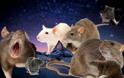 Cans of Rats