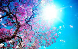 Ultimate Chicken Horse Characters